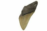 Bargain, Fossil Megalodon Tooth - Serrated Blade #296424-1